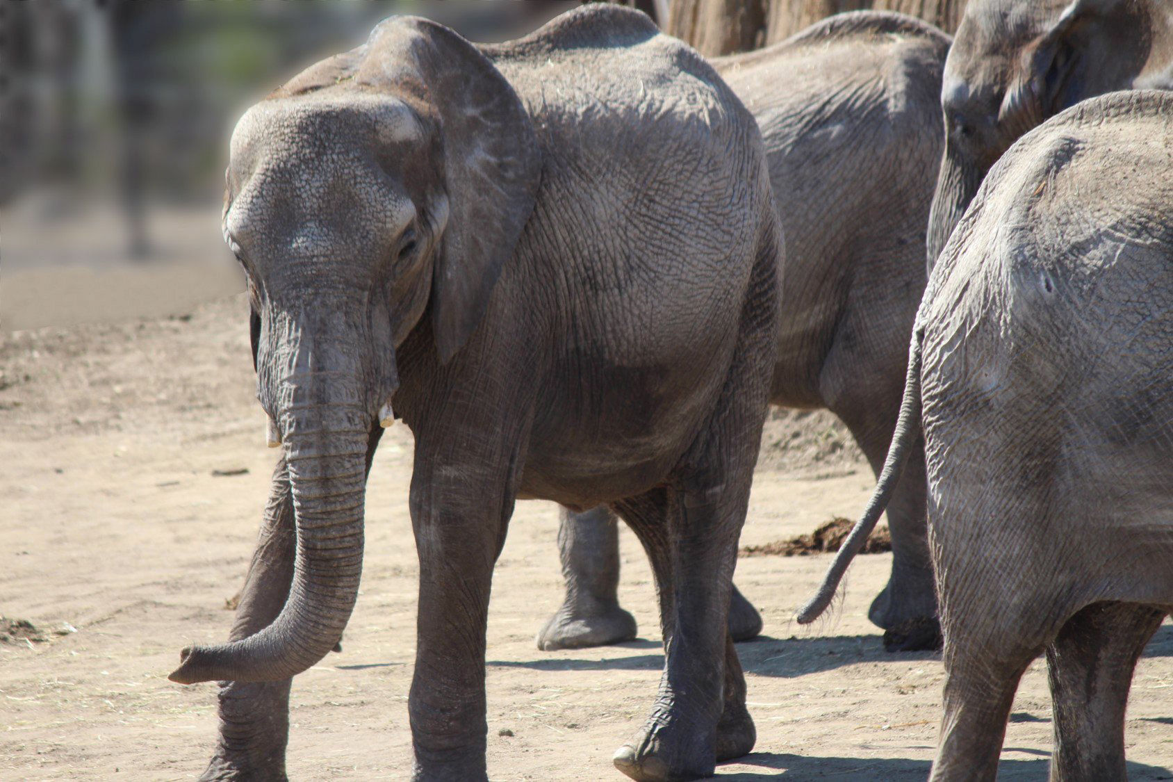 Omaha zoo elephants